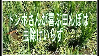 自然な田んぼはトンボさんに助けられる！