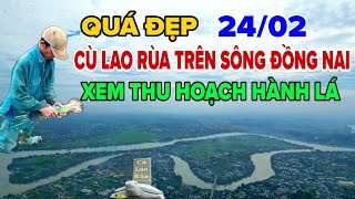 QUÁ ĐẸP VÀ YÊN BÌNH TẠI CÙ LAO CON RÙA TRÊN SÔNG ĐỒNG NAI. XEM THU HOẠCH HÀNH LÁ .