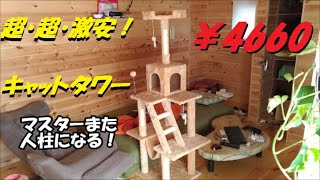 超・超・激安キャットタワー！　本当に大丈夫か？人柱となって買ってみた！