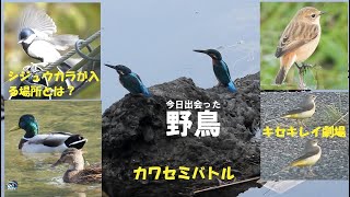 野鳥撮影　シジュウカラが入る場所とは　カワセミバトル　兵庫県・北播磨