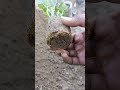 grow peanuts from seeds shorts short gardening viral