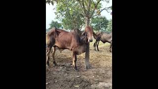 Khmer OX ,គោខ្មែរ,គោឡាយ