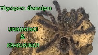 Ybyrapora Diversipes UNBOXING \u0026 REHOUSING!!