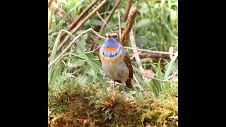 珍鳥オガワコマドリを撮影できました