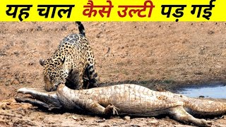 छोटे जानवरों ने किया बड़े जानवरों का शिकार | best animals fight video | animals fight