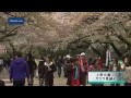 上野公園　サクラ見納め