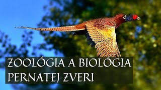 Poľovníctvo : Zoológia a biológia zveri zajačej a pernatej