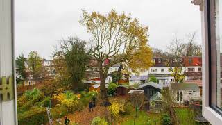 Oak Tree Pollarding Timelapse