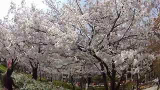 Sakura - Cherry blossom in Tokyo GoPro HD Hero2