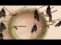 Watch 16 Black swallowtail butterfly emerging from chrysalis one after another