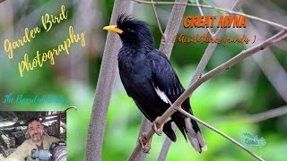 Amazing Garden Birds of Thailand  | The Great Myna (Acridotheres grandis)