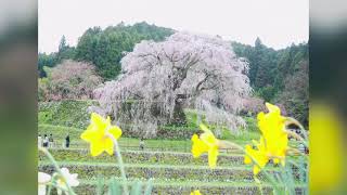 宝蔵寺しだれ桜と又兵衛桜🌸(奈良県東吉野村・宇陀市)  2023年3月25日