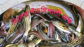 গ্রামের খাল বিলের পাঁচমিশালী মাছ