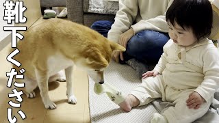 靴下を嫌がる1歳児と靴下の誘惑に勝てなかった柴犬