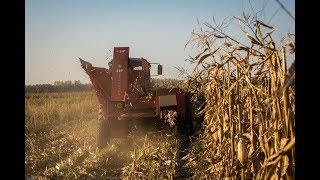 Corn Harvest - Sip Tornado 80 Belarus MTZ