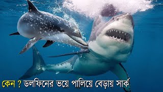 হাঙ্গর কেন ডলফিনকে ভয় পাচ্ছে ?? Why Are Sharks Afraid Of Dolphins By Fact research