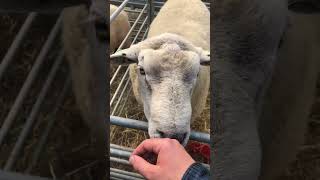 Irish Belclare Ram