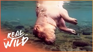 Adult Hippo Kills Baby Hippo | Real Wild