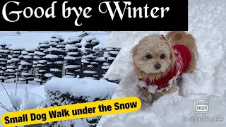 AMAZING SNOW | GOOD BYE WINTER || The Last Heavy Snow In Japan 2022  #RelaxMusicMeditation