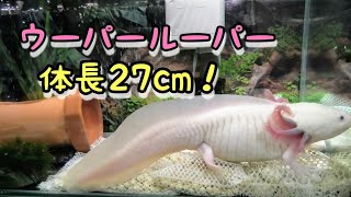 【ウーパールーパー】体長27cmのウーパールーパーの飼育水槽をまったりと観察！