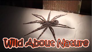 Huge 'Dark Fishing Spider' Seen In USA - Dolomedes Tenebrosus