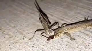 Katydid eats the face off a lizard while it’s still alive .