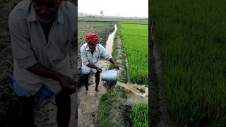 Traditional Irrigation in Paddy #shorts