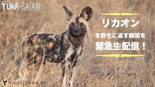 野生動物保護活動ーリカオンの群れを保護区へ！