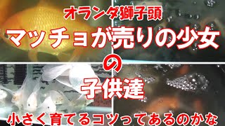 【金魚飼育】オランダ獅子頭～マッチョが売りの少女の子供達