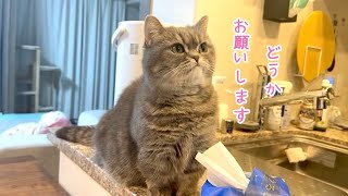 ふるさと納税で猫用チュールを買ってみました