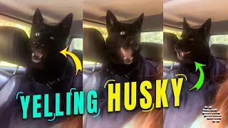 Husky Yelling after Seeing a Deer for the First Time