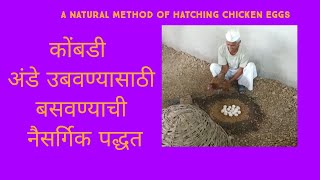 A natural method of hatching chicken eggs ...कोंबडी अंडे उबवण्यासाठी बसवण्याची नैसर्गिक पद्धत