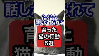 たくさん話しかけられて育った猫だけが見せる行動・仕草を獣医師が解説 #保護猫 #ネコ #猫 #ねこ #猫のいる暮らし #獣医