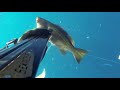 spearfishing stalking golden grouper 🌊