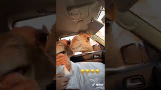 Man so scared of camel funny tik tok video went viral | Funniest Video #AmazingInternetDose