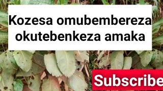 Kozesa omubembereza ku bufumbo obukyankalanye @SSENGABIROOTONEDDAGALA