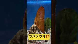 【ナンヨウツバメウオ】【ツバメウオ】【幼魚】【Orbicular batfish】ナンヨウツバメウオさん【Platax orbicularis】