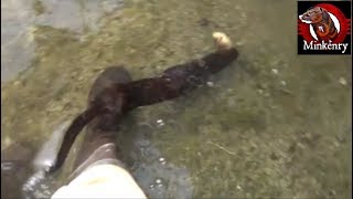 Mink Catches Fish at my Feet!!!