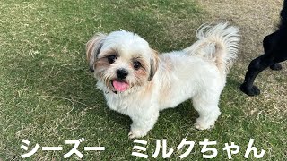 シーズー ミルクちゃん【Shih tsu】