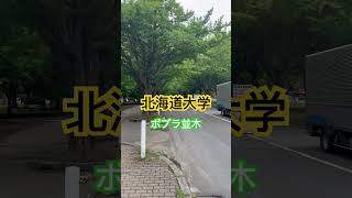 まだ　早い　北海道大学　ポプラ並木