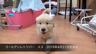 ゴールデンレトリバー　メス　2019年4月21日生まれ