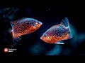 528Hz | LOVE, MIRACLES & Positive Transformation Energy [NO ADS] Golden Chakra Healing