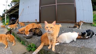 猫島の猫ちゃんカリカリ食べてます