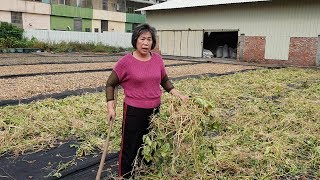 190107 林素妃自然青草園 好康的報給您知! 林素妃請大家吃紅豆圓仔湯看精彩的歌仔戲 !