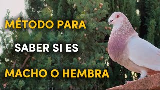 How to know if a pigeon is male or female | Quick and effective method 🤫🕊️ How deceived you had m...