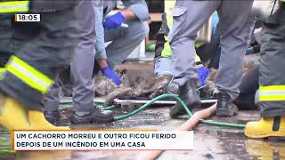 Bombeiros resgatam cães que ficaram presos em incêndio em casa, em Ribeirão Preto