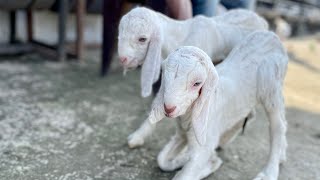 Goat kids 10/2/22 at sanjari goat farms