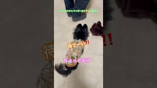 ちょっとだけ走るシニア犬#チワワ #老犬 #short