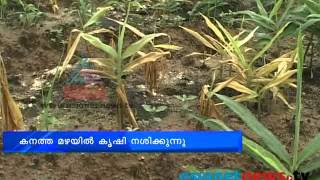 Rains destroy ginger crops:Palakkad News: Chuttuvattom News 7th Aug 2013  ചുറ്റുവട്ടം