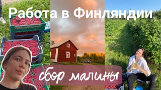 Сбор малины | Вся правда | Работа на ферме отзыв | Условия жизни | Работа в Финляндии